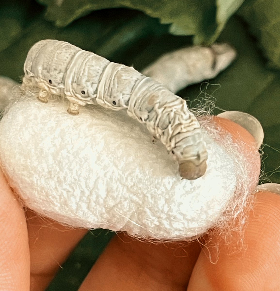 Marish➰ tweet media