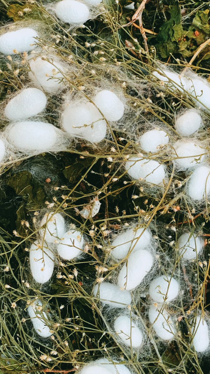 Marish➰ tweet media