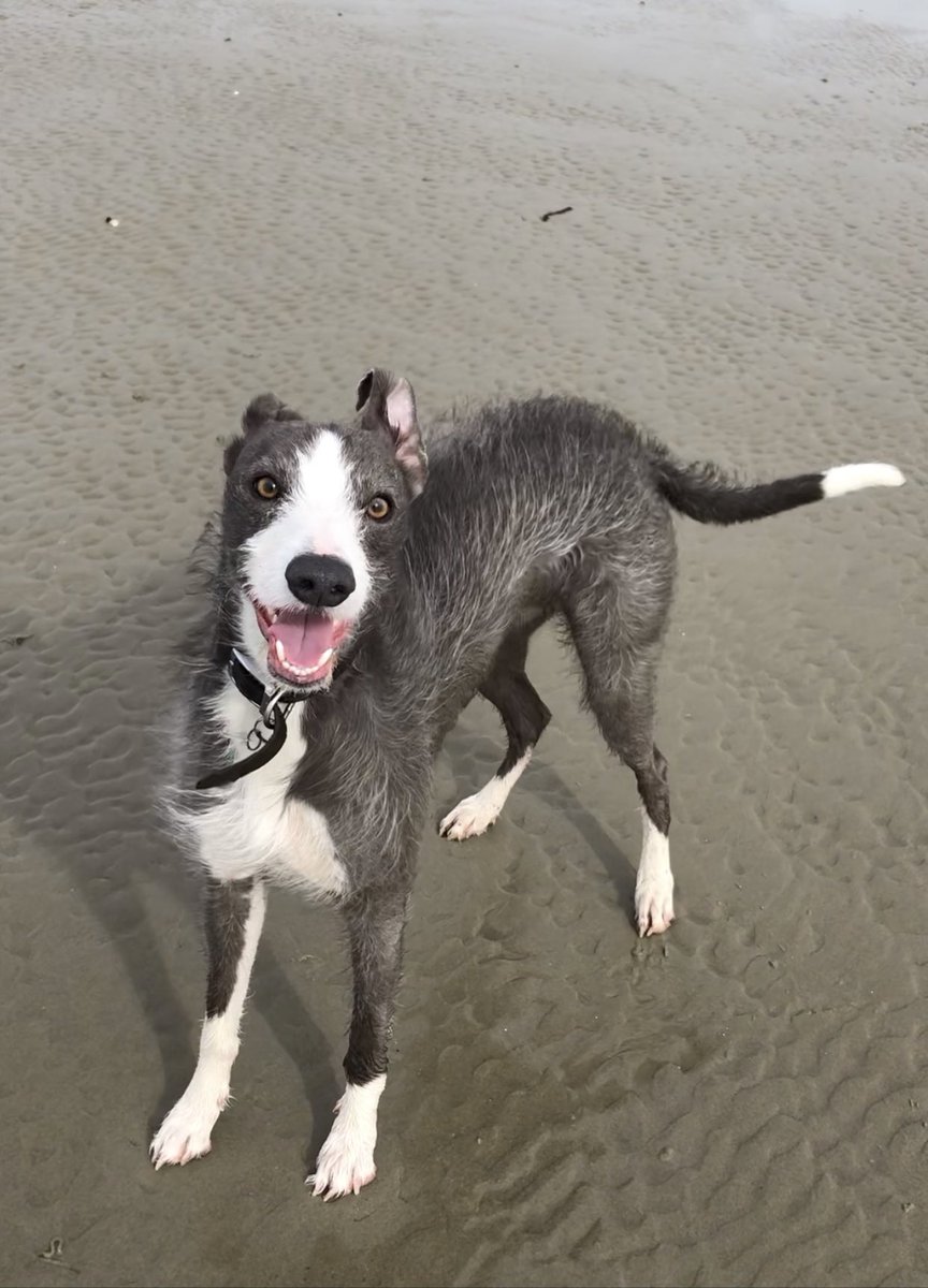 BridgetASleddon's tweet photo. @TheRestHistory Completely loved this epic 11 episode series, thank you so much. Stan &amp; I listen to the show on the drive to the beach and he always settles down when your voices come on. 

pic of Stan (mainly for Tom) https://t.co/jrpDBpIXfu