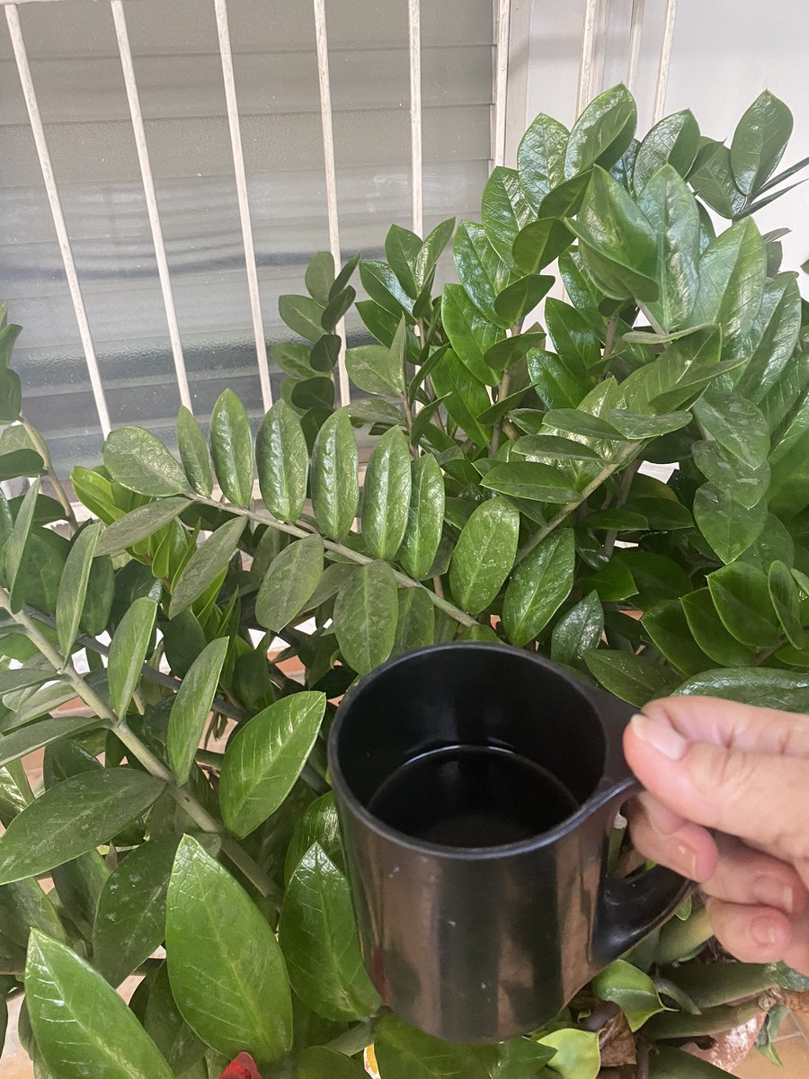 zorayabrandt's tweet photo. Buenos días
Bendito seas Señor
Colones arriba es Abajo
En armonía perfecta
Pasemos un lindo día
#ModoCafe
#FelizDomingoATodos
#Junio2024 https://t.co/XhBzrnV9D9
