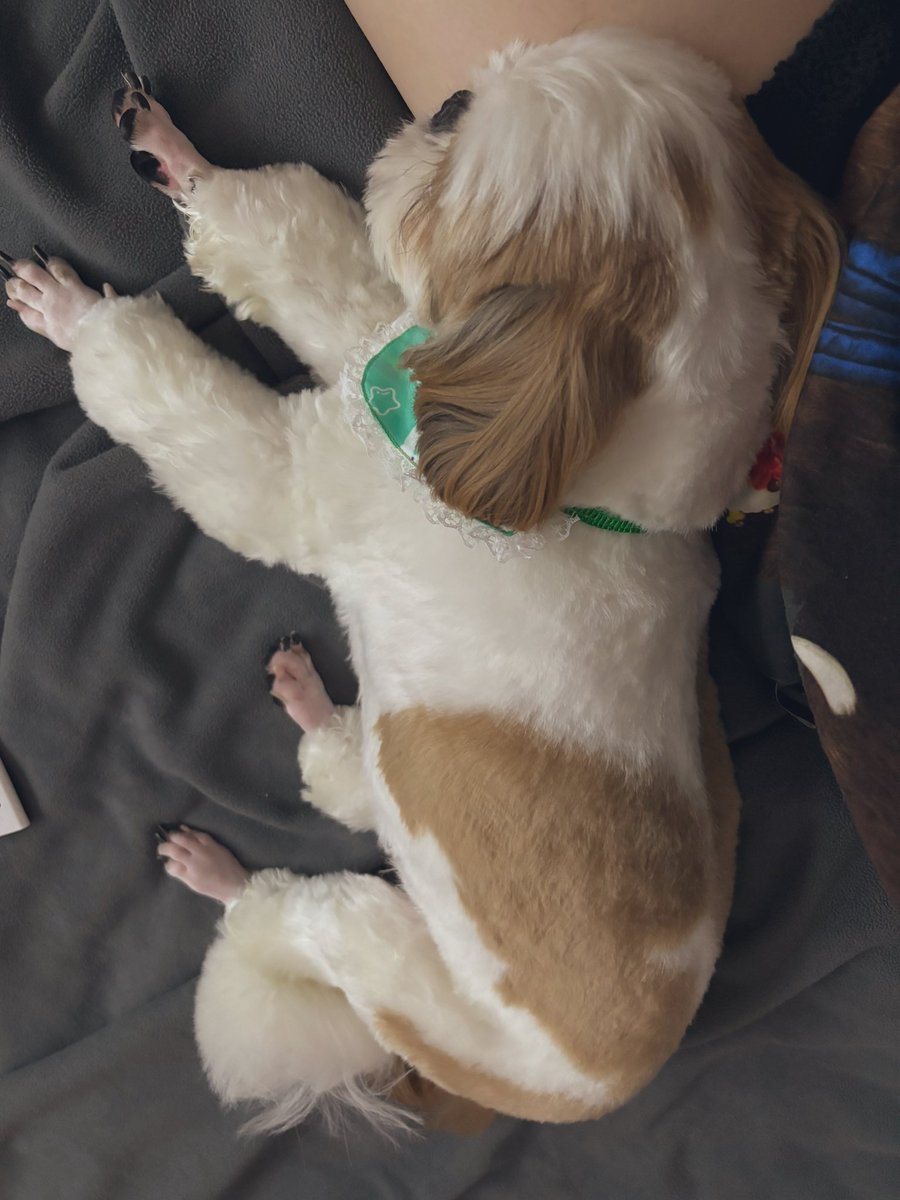 シーズーのおもち (@OMOCHI_shih_tzu) / Posts / X