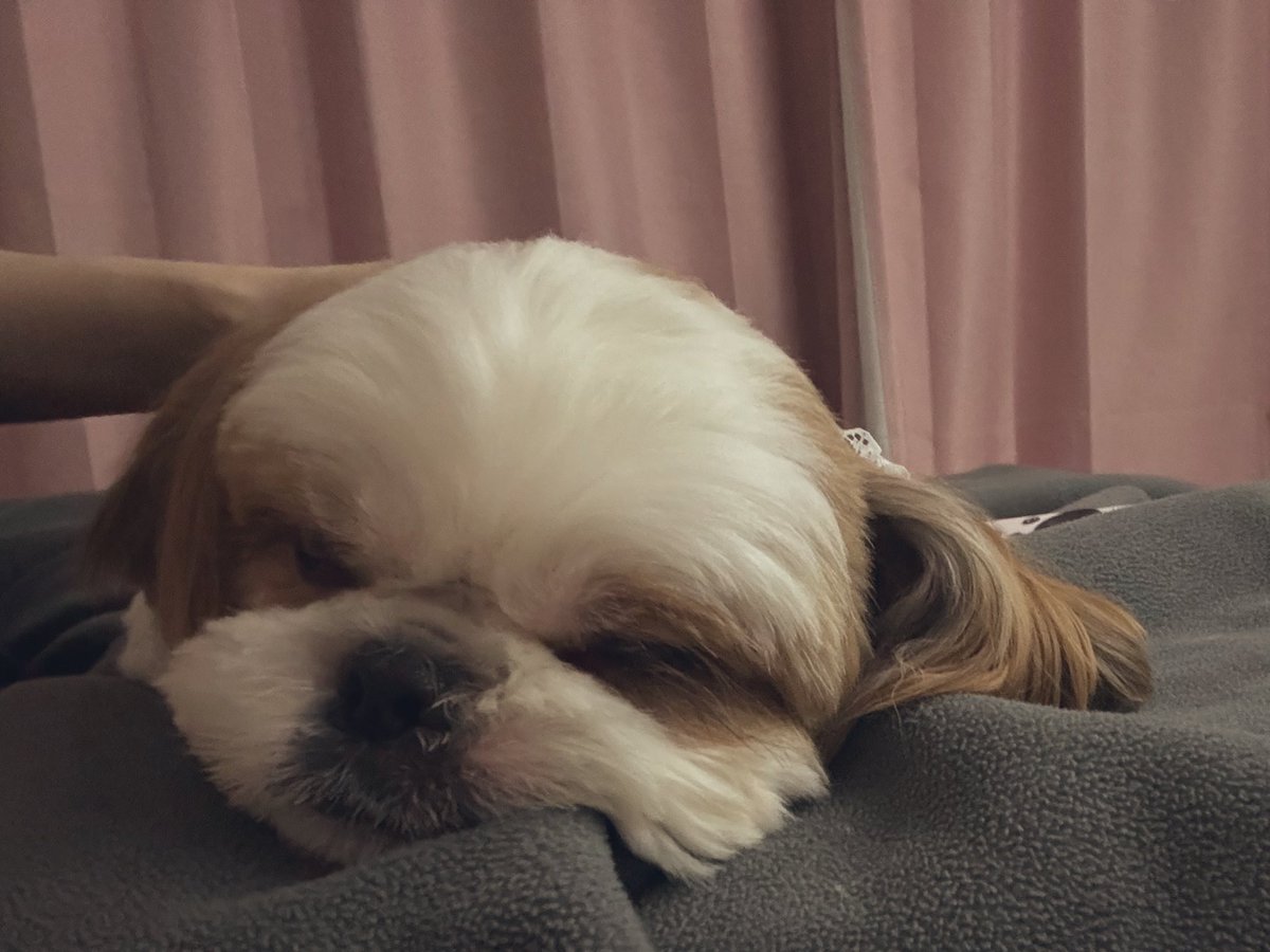 シーズーのおもち (@OMOCHI_shih_tzu) / Posts / X
