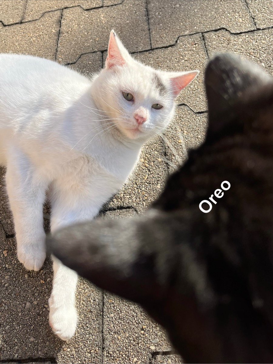 Oreo is coming 🛸
Marshmallow's annoyed face 😬

#DontComeHere #cat #CatLife #HalfStrayCat #WhiteCat #BlackCat #LovelyCat #PawPads #Cattastic #CatOfTheDay