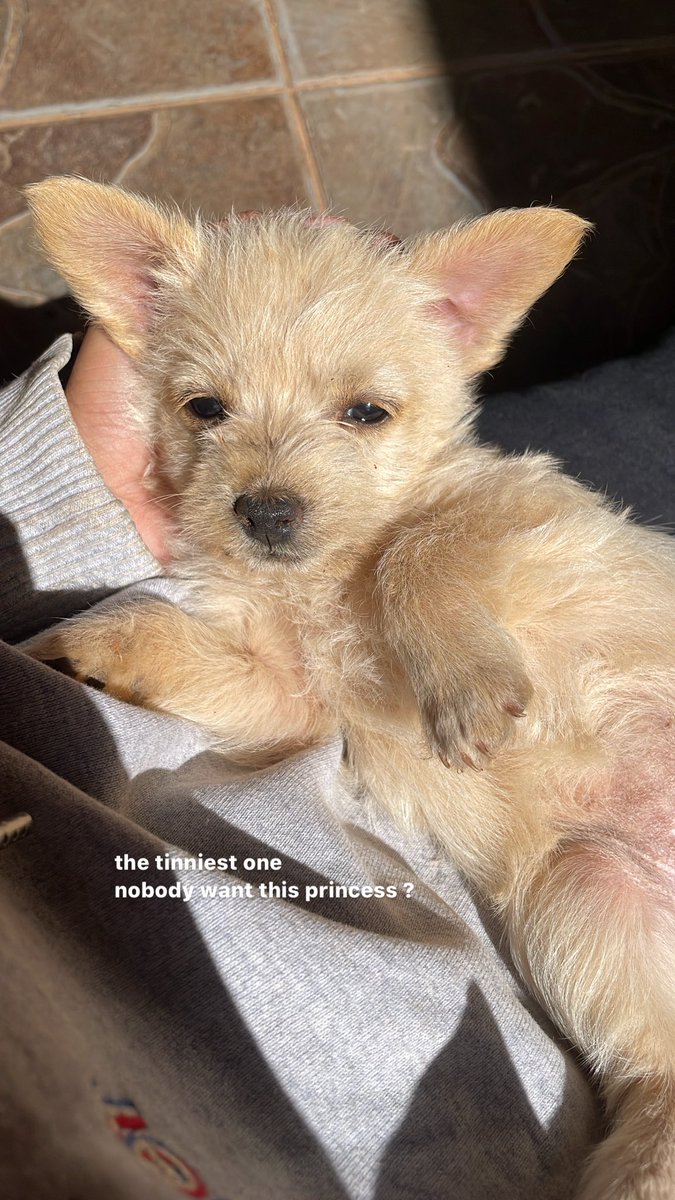 K800 mixed breed (1/3 sausage dog 2/3 maltese) please repost guys 6 weeks old 
unvaccinated 
Looking for home