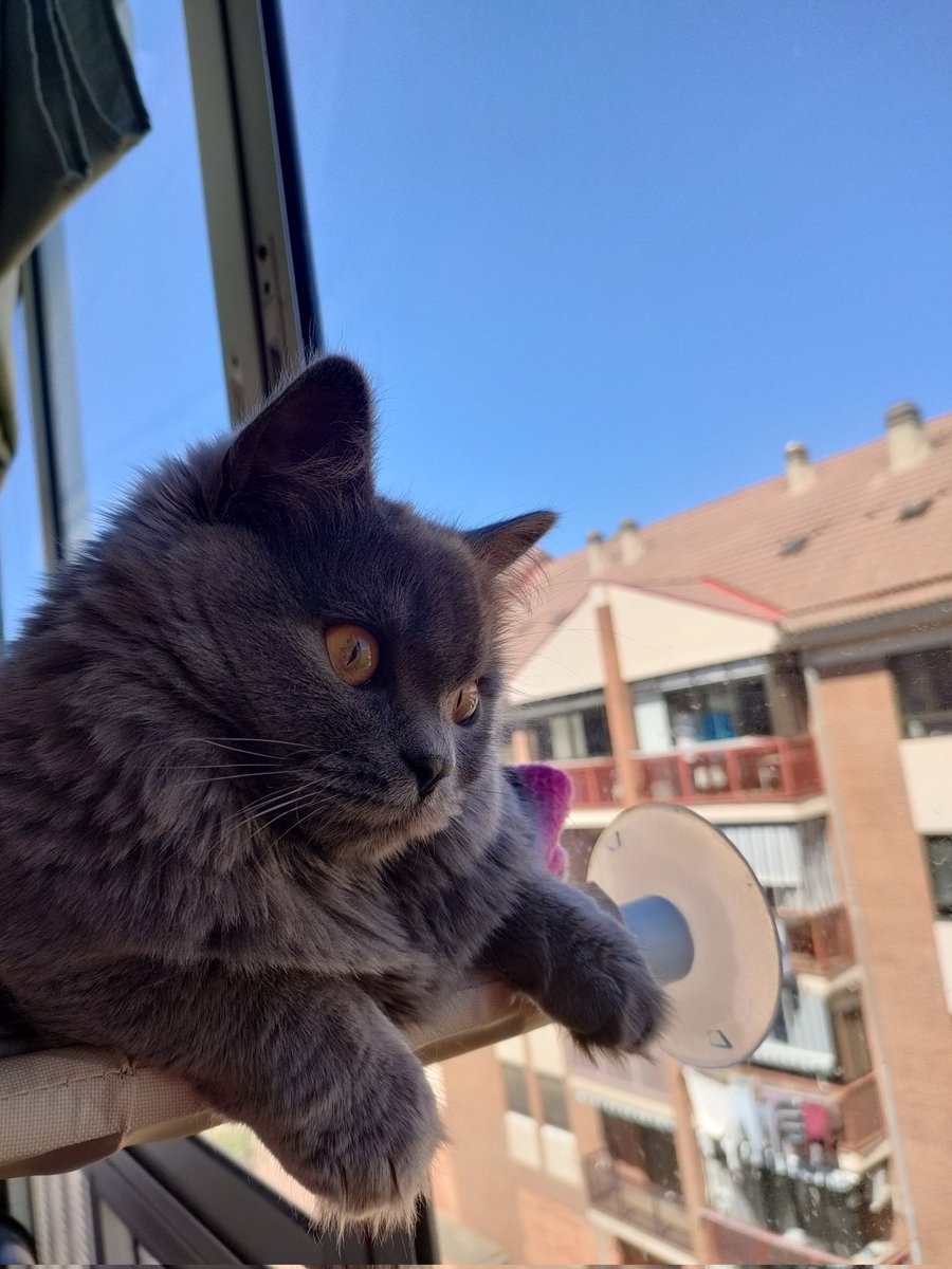 _dariio's tweet image. sunydeis