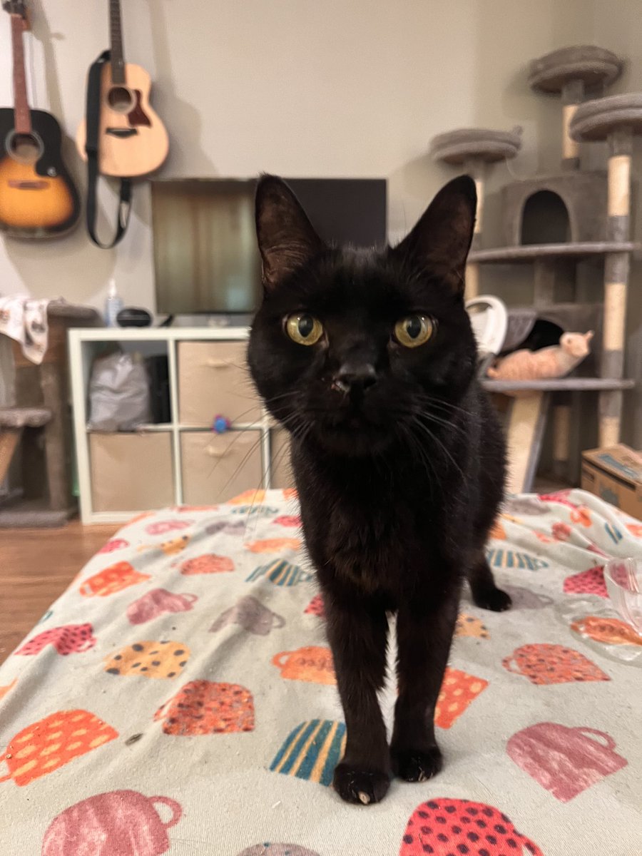 hannahRightMeow's tweet photo. My baby Luna is in renal failure. My time with him is very limited. I’ve had him his entire 12 years on this planet. My heart is so broken. Him and Turbo are like peas and carrots, the only cat Turbo ever loved and accepted. My sweet little boy😿

#ckd #blackcats #cats #sad https://t.co/UOAIw90SxX