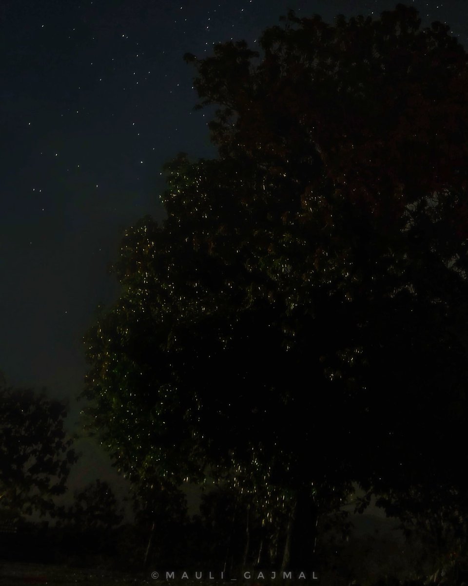 आकाशातील ता-यांनाही वाटत असावा हेवा.
भुतलावर चमकतो जेव्हा काजव्यांचा थवा. ✨

Fireflies ✨ ♥

#काजवा #सह्याद्री #महाराष्ट्र #भटकंती #कोकण
#TeamPixel