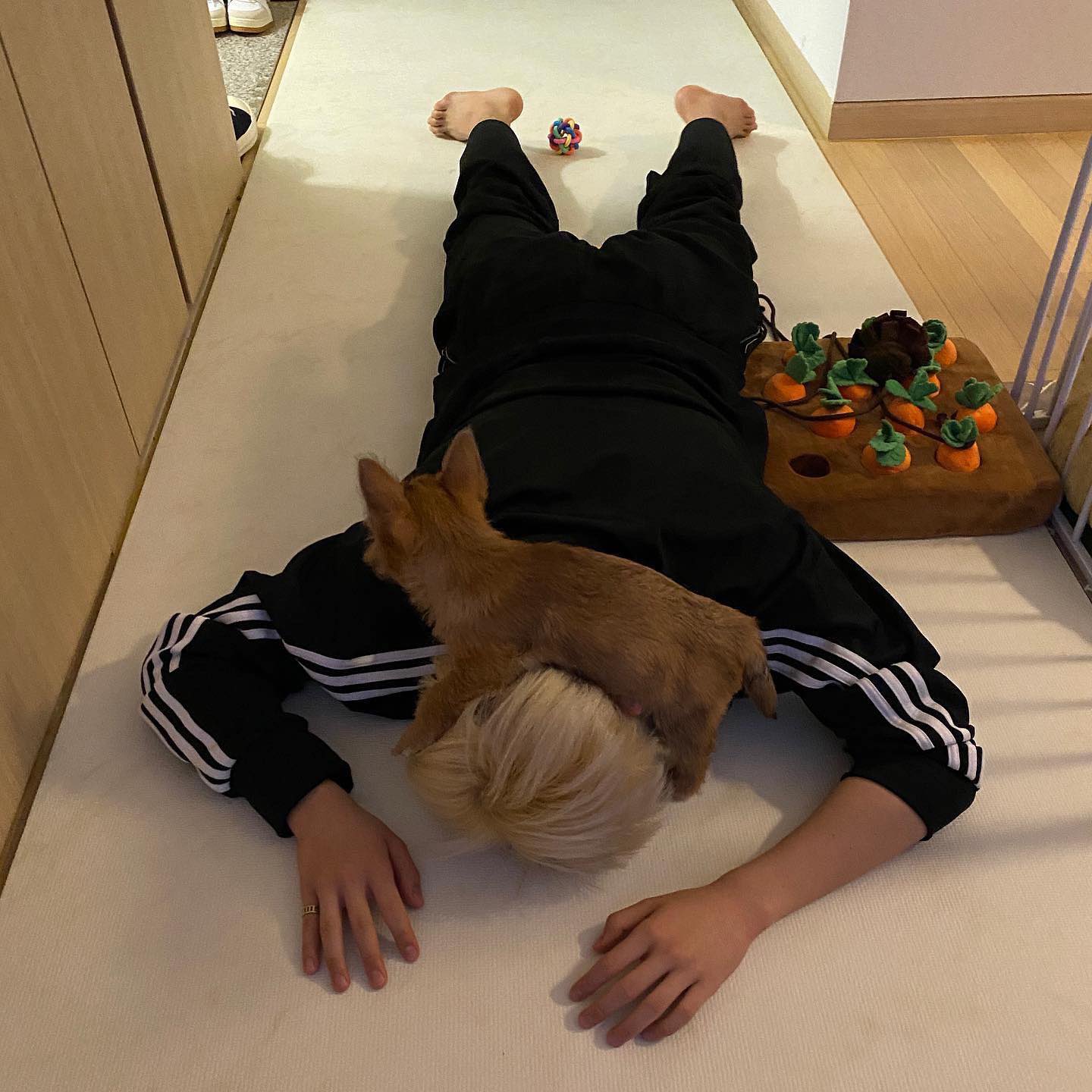 호시 by TILL THE TOP on X: "라떼 덕분에 순영이가 더 좋아짐🩷🩵 매일매일 보고싶구 너무 사랑스럽구🥹 사진에서  서로에 대한 애정이 느껴져서 너무 보기 좋구 하루에 사진 30장씩 올라왔으면 좋겠구 ㅋㅋㅋ 좋아하는 기간이