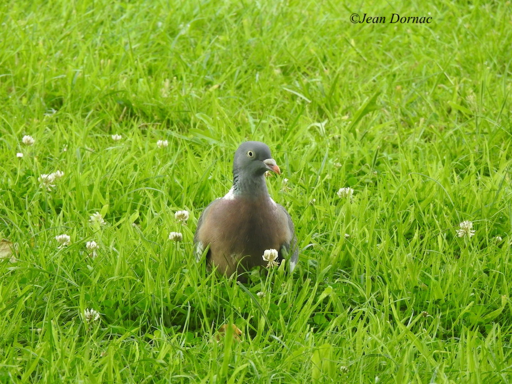 JeanDornac's tweet photo. Pigeon ramier qui a été surpris de me voir au moment où il fouillait le sol pour se nourrir... #pigeon #ramier #surpris #fouillait #sol #nourrir #parc #médiathèque #Lannion #CôteArmor #Bretagne #France https://t.co/aiJdqArCIC