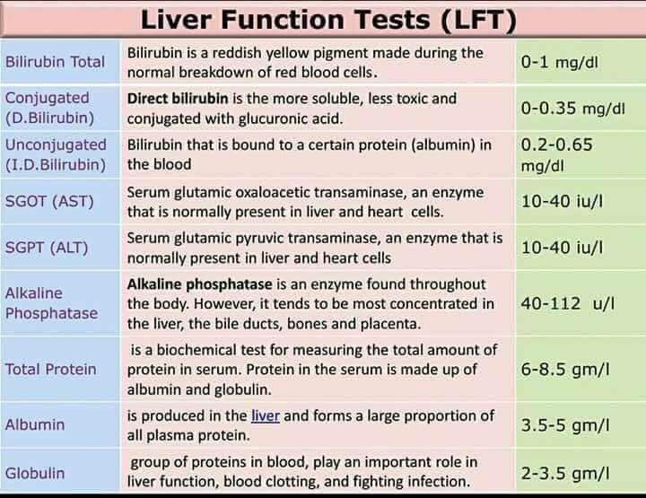 🔴 Liver Function Tests