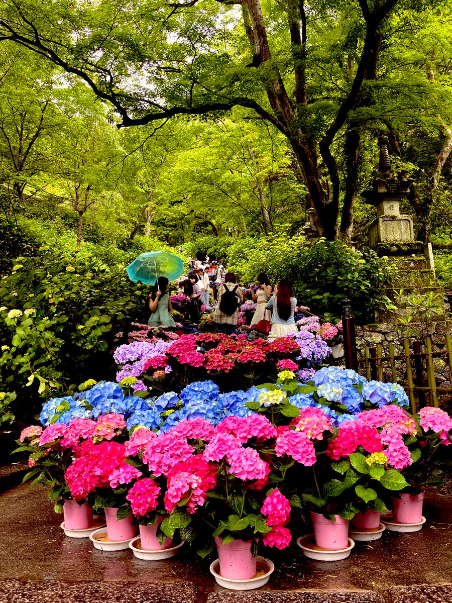 0423_BNa's tweet photo. ①引用②実際行ってきました！！
人が多い時間もあり!?紫陽花だけ
とまでは行かんかったけど、
紫陽花の階段歩いたり色んな色
見れて良かった✨️ https://t.co/q3ve2Z2i3o