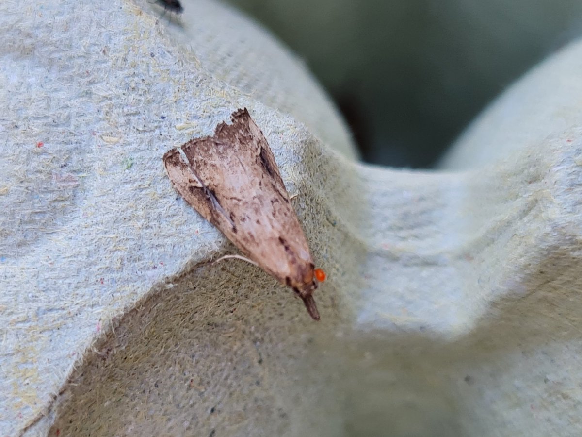 mickey_ratfink's tweet photo. 79 of 37 types last night, and a fair few micros for a change, 9 nfy, and 2 nfg. See alt text for names.
Other notables were pinion streaked snout, figure of eighty, and beautiful hook tip. Lyu watch was up to 5..
S Monmouthshire
#mothsmatter #teammoth #vc35 https://t.co/AXnjeTVvg7