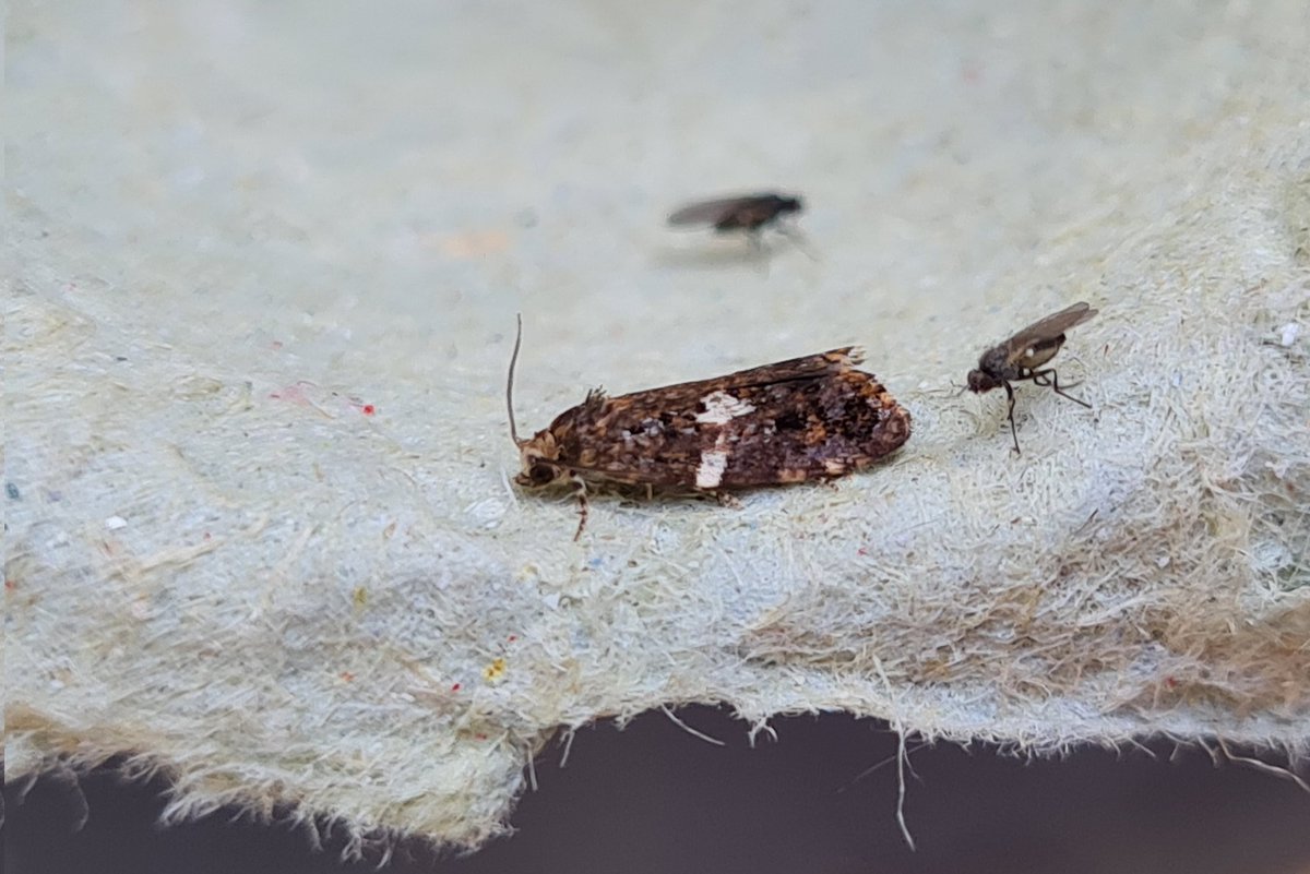mickey_ratfink's tweet photo. 79 of 37 types last night, and a fair few micros for a change, 9 nfy, and 2 nfg. See alt text for names.
Other notables were pinion streaked snout, figure of eighty, and beautiful hook tip. Lyu watch was up to 5..
S Monmouthshire
#mothsmatter #teammoth #vc35 https://t.co/AXnjeTVvg7