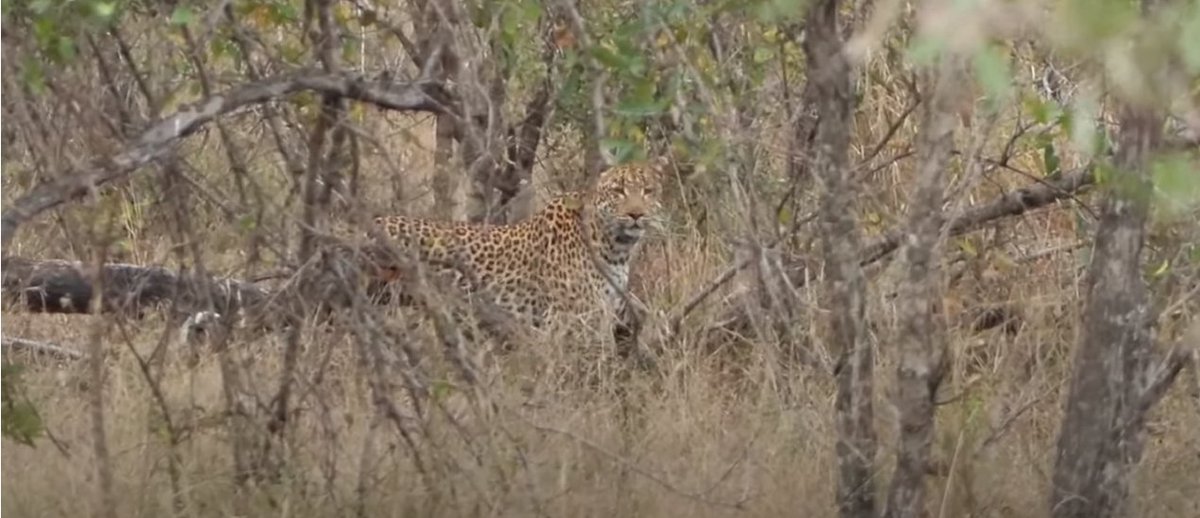 Hyenas absolutely can and do kill; we've seen them hunt on the dam cam and I wouldn't be shocked if they did catch that impala.  

And ofc I'm seeing stupid comments ab hyenas; leopards and lions routinely take kills fyi. Obv these people don't know a thing. #WildEarth <a href="/WildEarth/">WildEarth</a>