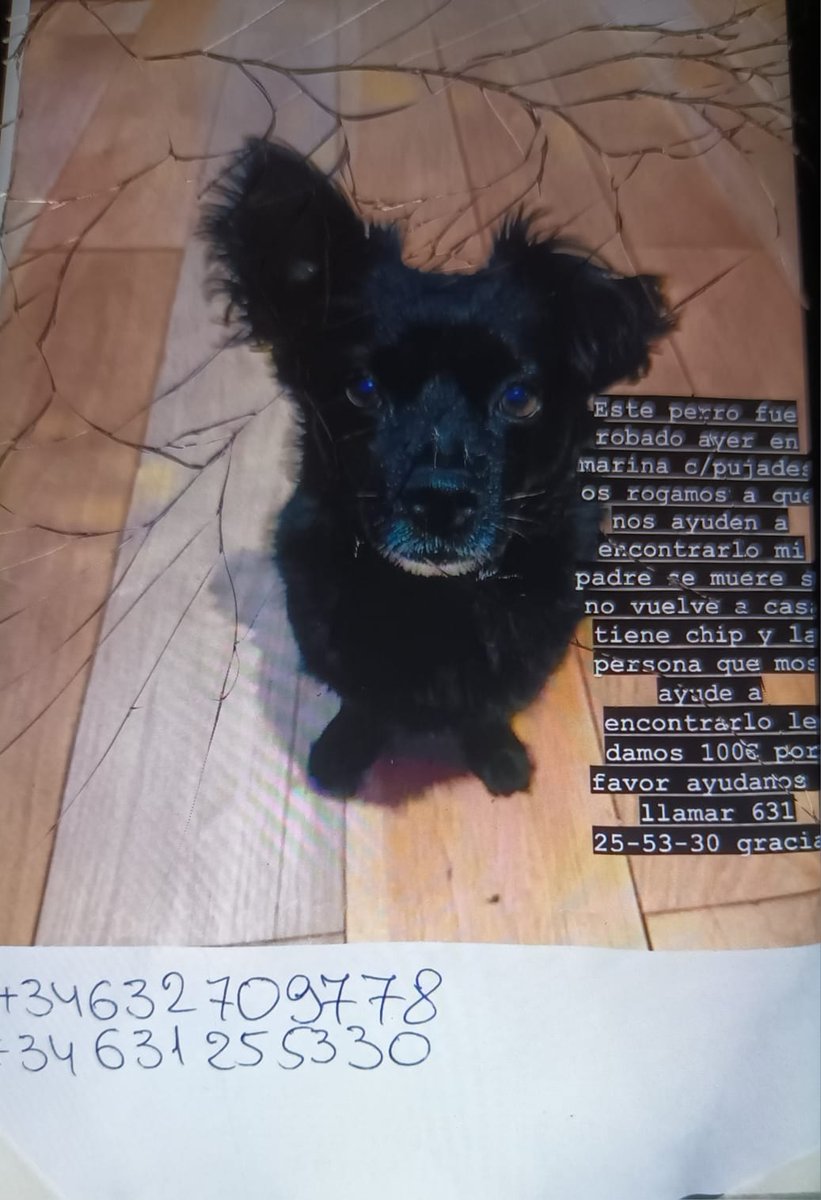 También parece que sufrimos robos de perros en el barrio 😢, lo que nos faltaba. Por favor, ¿Podríais difundir la noticia? El perro es de un vecino mayor del barrio y está  sumamente triste. 😭😭 Le echamos una "pata" 🐾? Millones de gracias