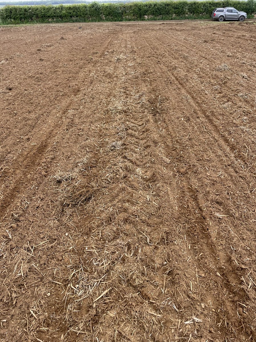 JimScarratt's tweet image. Penultimate field of #maize24 on the go today after another 9mm yesterday.