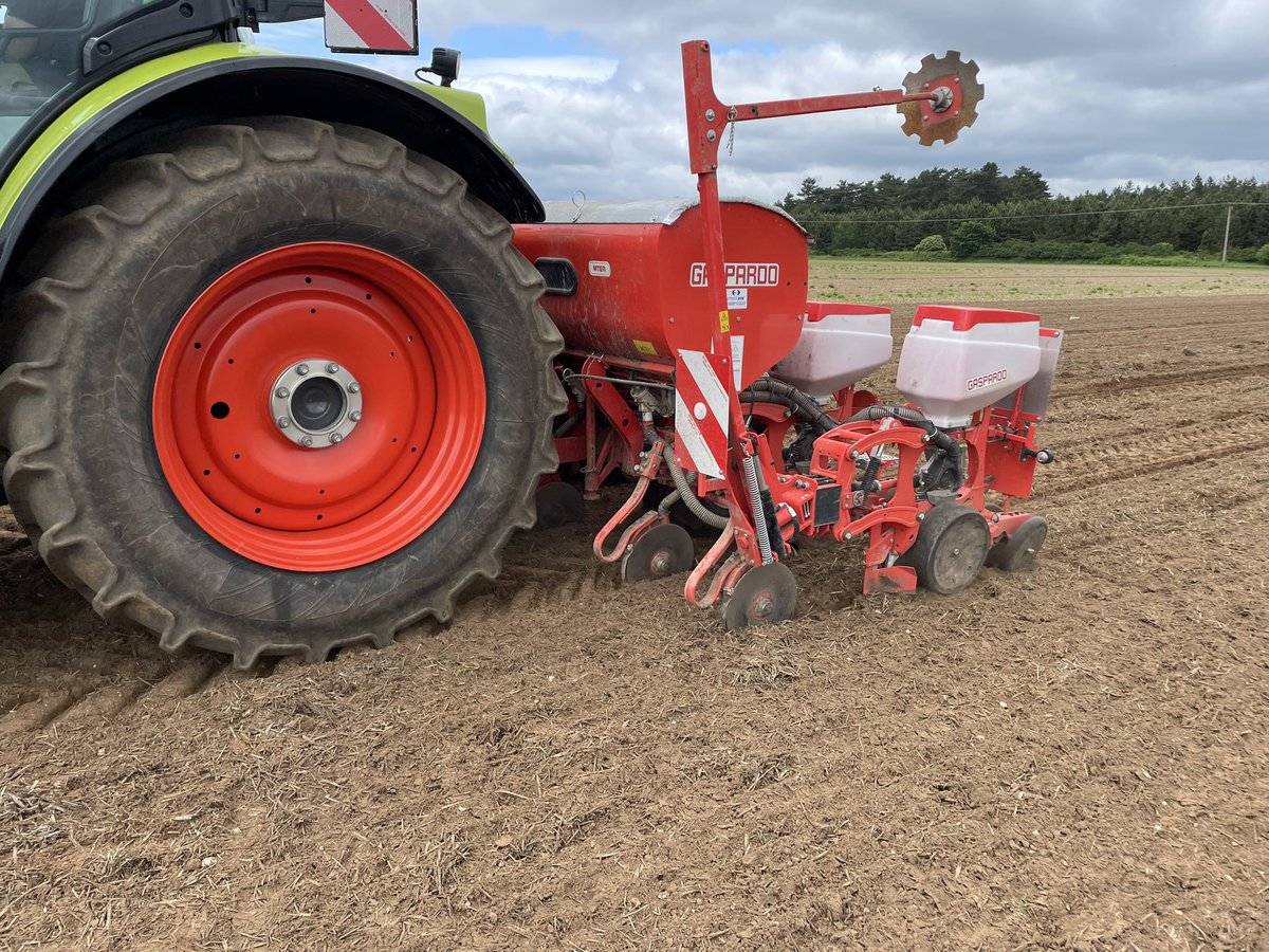 JimScarratt's tweet image. Penultimate field of #maize24 on the go today after another 9mm yesterday.