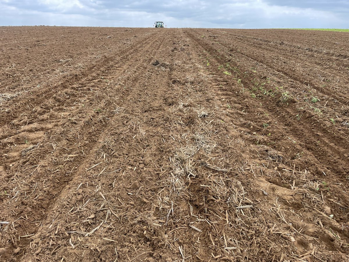 JimScarratt's tweet image. Penultimate field of #maize24 on the go today after another 9mm yesterday.