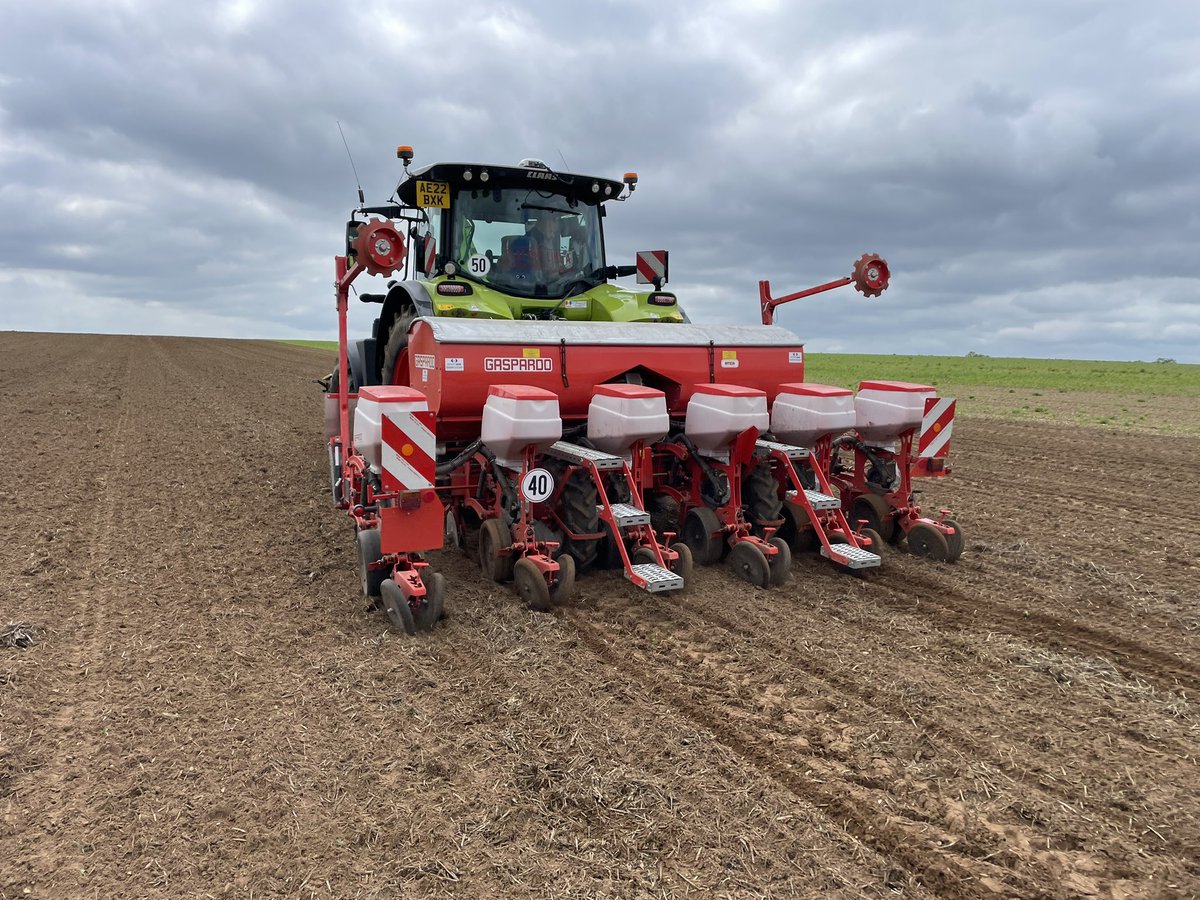 JimScarratt's tweet image. Penultimate field of #maize24 on the go today after another 9mm yesterday.