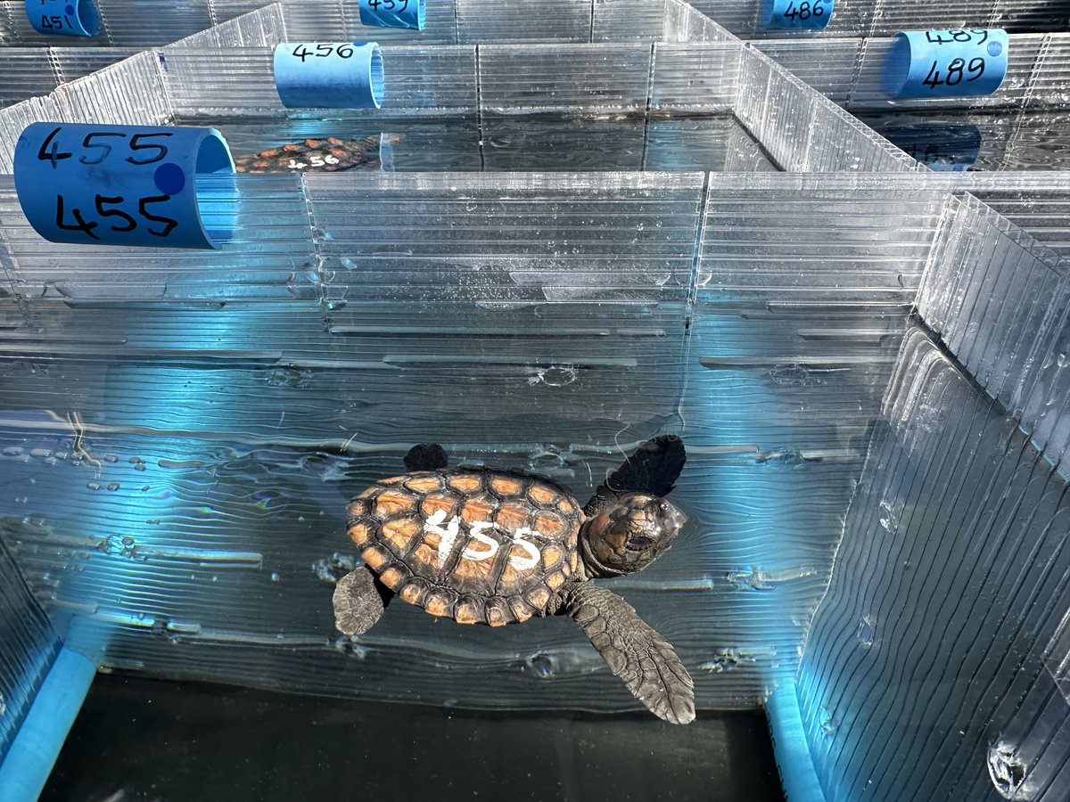 2OceansAquarium's tweet image. Get the latest news straight from the turtle's mouth! 🐢🩵

#TurtleTales, our Turtle #Conservation Centre's regular update mailer, is filled with everything you want to know about the turtles in #rehabilitation! 

Sign up here: bit.ly/3mjuvoE

#twooceansaquarium