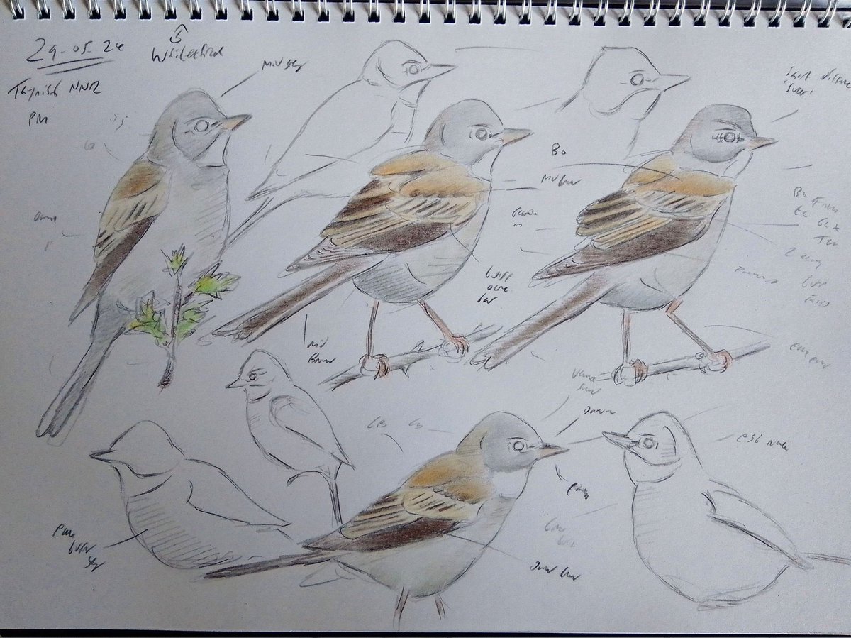 Back down to sea level at Taynish NNR - a fine example of Atlantic oak woodland bordering Loch Sween. Alas no Otters but a perky Whitethroat kept me occupied for a while. Sla'inte mhath. 🥃🏴󠁧󠁢󠁳󠁣󠁴󠁿