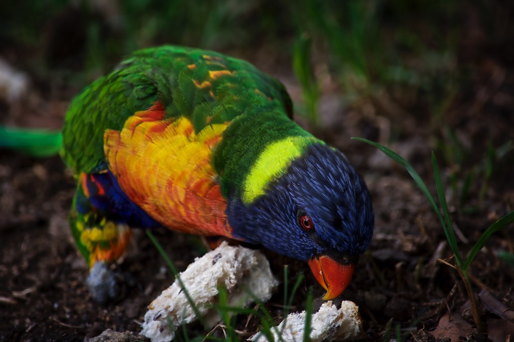 DavidRayside's tweet photo. #AustralianRainbowLorikeets #PhotographybyDavidRayside #AustralianNativeBirds @Australia @TourismAus @AustralianWild2 #rainbowLorikeet #AustralianBirds
See Link For More https://t.co/i3LpZrWsP4 https://t.co/4OShjsOCPo