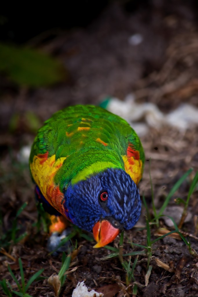 DavidRayside's tweet photo. #AustralianRainbowLorikeets #PhotographybyDavidRayside #AustralianNativeBirds @Australia @TourismAus @AustralianWild2 #rainbowLorikeet #AustralianBirds
See Link For More https://t.co/i3LpZrWsP4 https://t.co/4OShjsOCPo