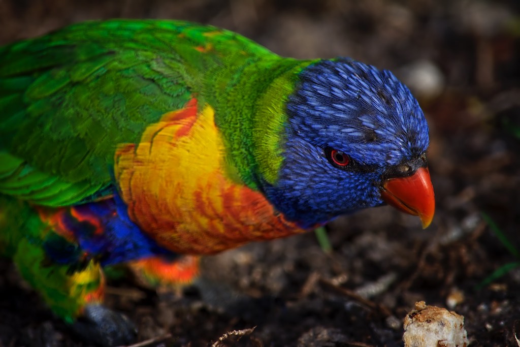 DavidRayside's tweet photo. #AustralianRainbowLorikeets #PhotographybyDavidRayside #AustralianNativeBirds @Australia @TourismAus @AustralianWild2 #rainbowLorikeet #AustralianBirds
See Link For More https://t.co/i3LpZrWsP4 https://t.co/4OShjsOCPo
