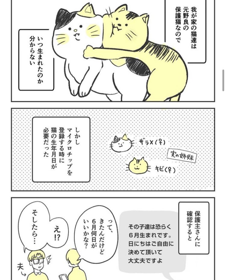 今年もこの日がやってきた!
4ちゃいになったにゃんこ達。 