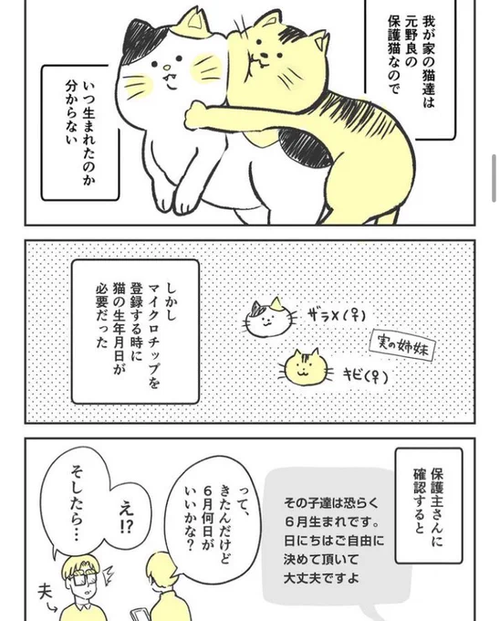 今年もこの日がやってきた!
4ちゃいになったにゃんこ達。 