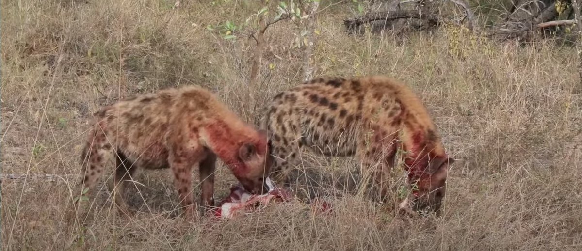 I think they could do with a napkin? #WildEarth <a href="/WildEarth/">WildEarth</a>
