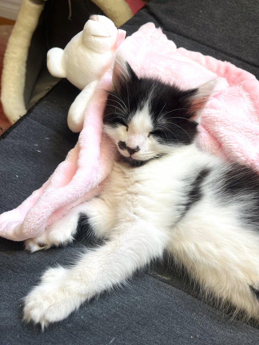 Arkadaşlar kedimin ELİ var 🥹