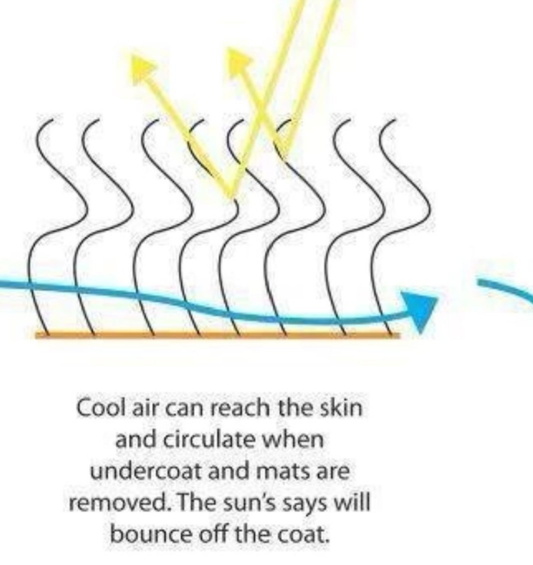 GoldretrieverUS's tweet photo. Summer Grooming tip- On-Board AC!!!!
1)Groom & brush dogs the same way-year round.
2) No 'summer cuts'. Why?
As temp rises, shedding happens. Allows air to reach skin-cooling them.
3) If extremely hot, consider evaporative cooling coat
#NaturalAC @Ruffwear https://t.co/Pfjh8YwCoL