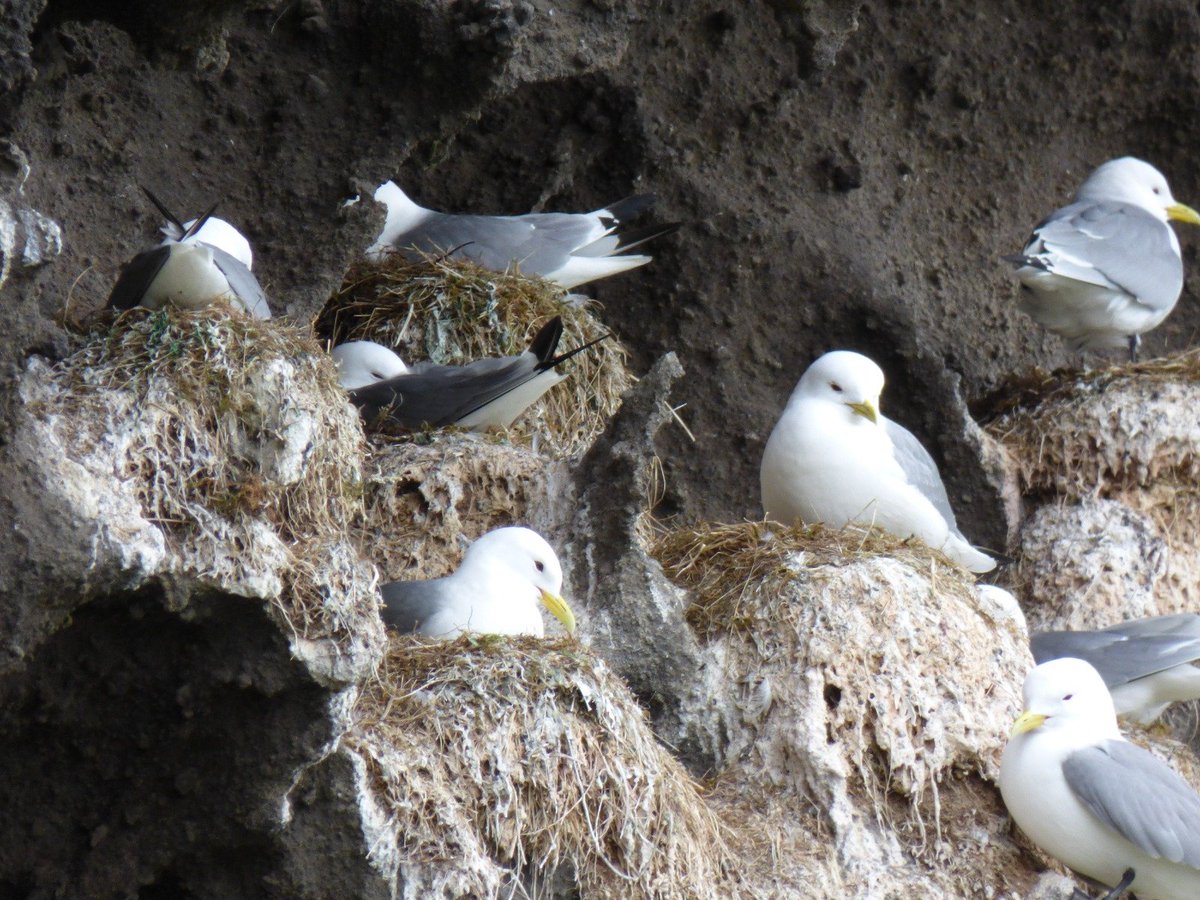 BirdCamBot's tweet photo. @SteelySeabirder Kittiwakes in Vestmannaeyjar, Iceland https://t.co/UiXjcVsren