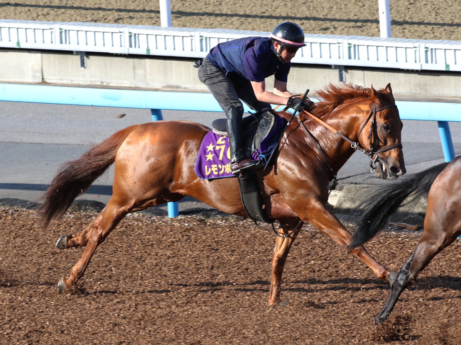 レモンポップの次走は3つの選択肢 ゴドルフィンが発表 | 競馬