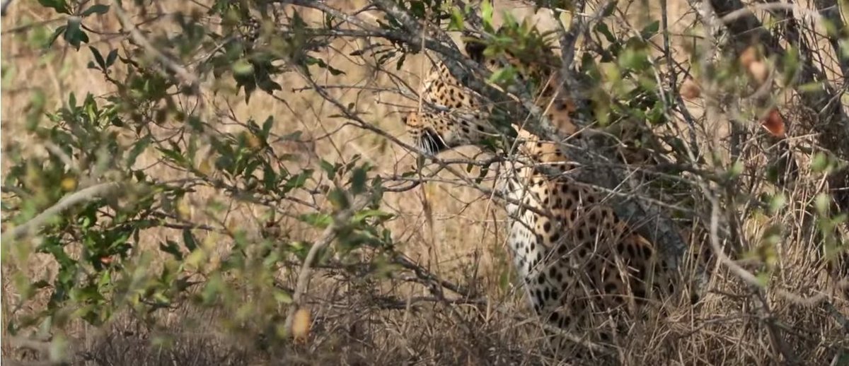 Nice example of how well a leopard blends in.  #WildEarth <a href="/WildEarth/">WildEarth</a>