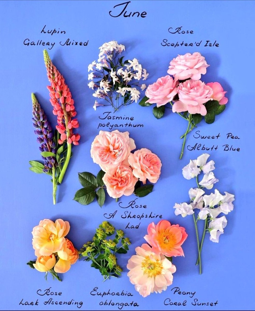 RustlingTrees's tweet image. June Flowers