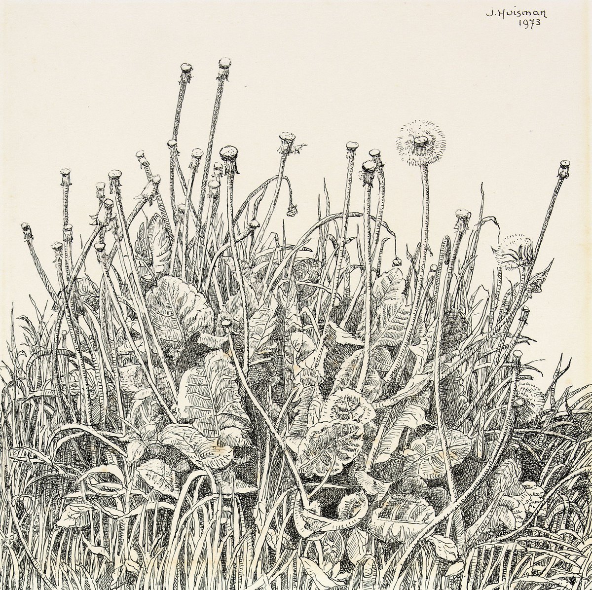 Ik ken elke grasspriet, trap niets kapot. 
Ik houd meer van een brandnetel dan van de etalage van een juwelier. 

Pentekening: 
Uitgebloeide paardebloemen, 1974

#paardebloem  #natuurgebied  #milieubewust #NatuurLiefde  #museumzuidwestfriesland #workum