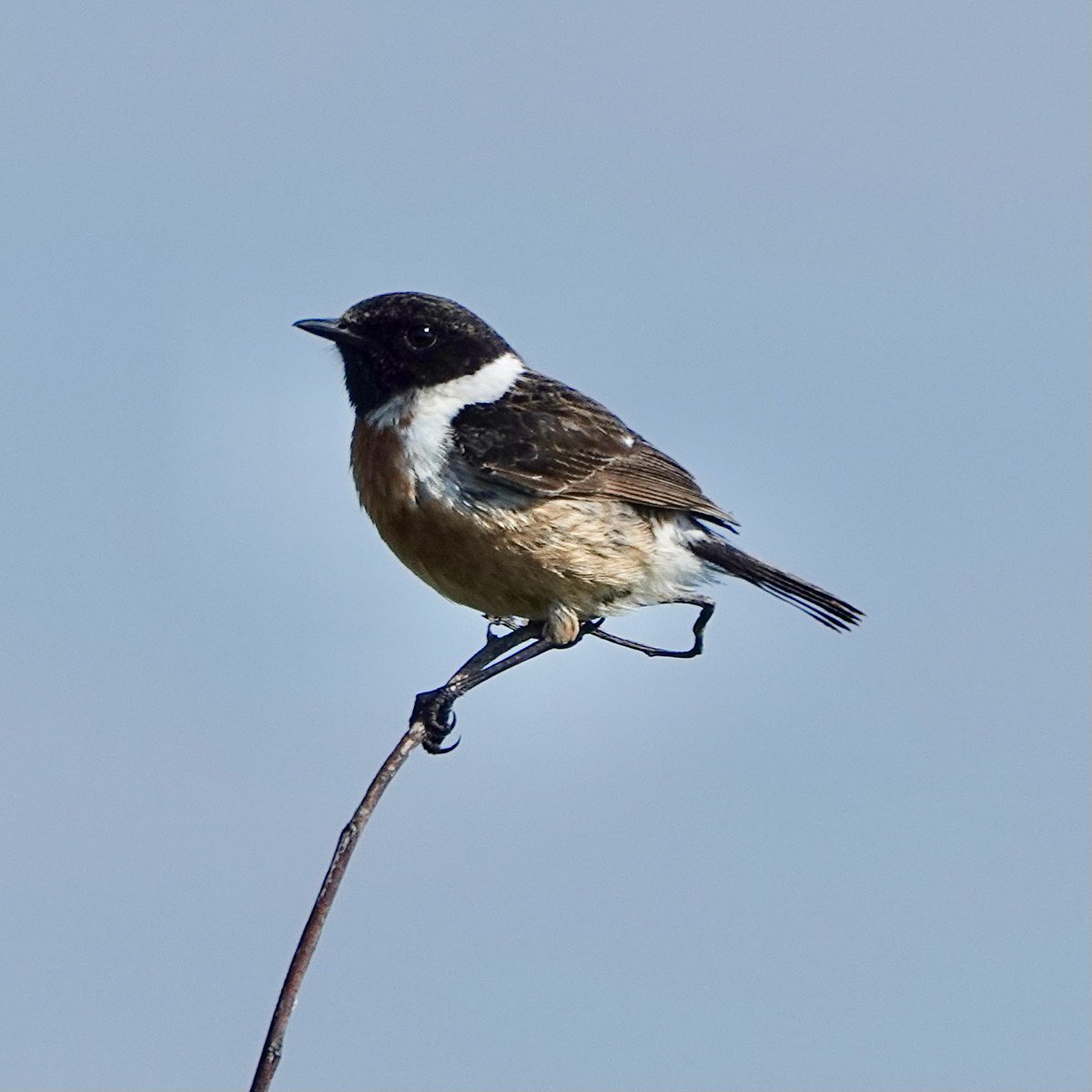 SueTreeHouse's tweet photo. Freshwater cliffs, Stonechats, Whitethroat, Linnets and Meadow Pipits. https://t.co/gcMaEAhovA