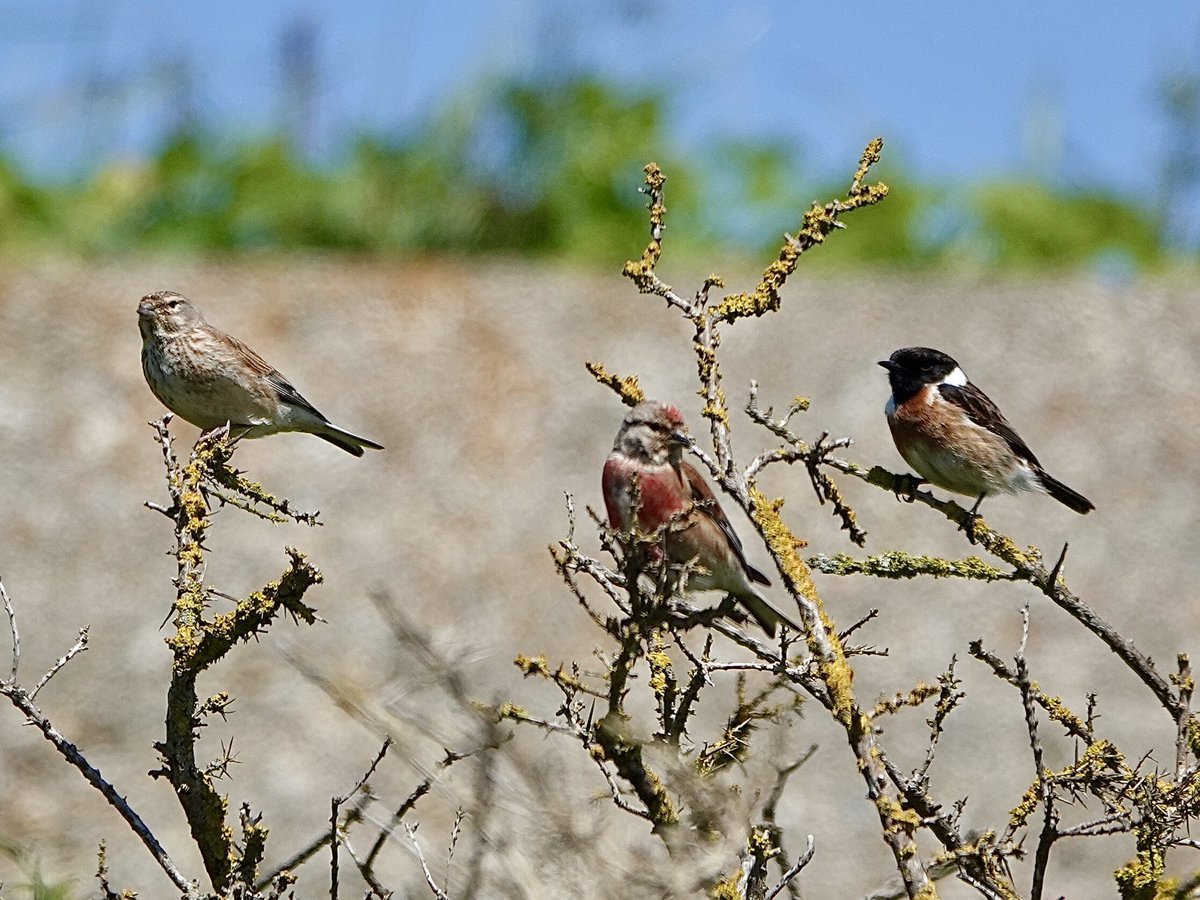 SueTreeHouse's tweet photo. Freshwater cliffs, Stonechats, Whitethroat, Linnets and Meadow Pipits. https://t.co/gcMaEAhovA