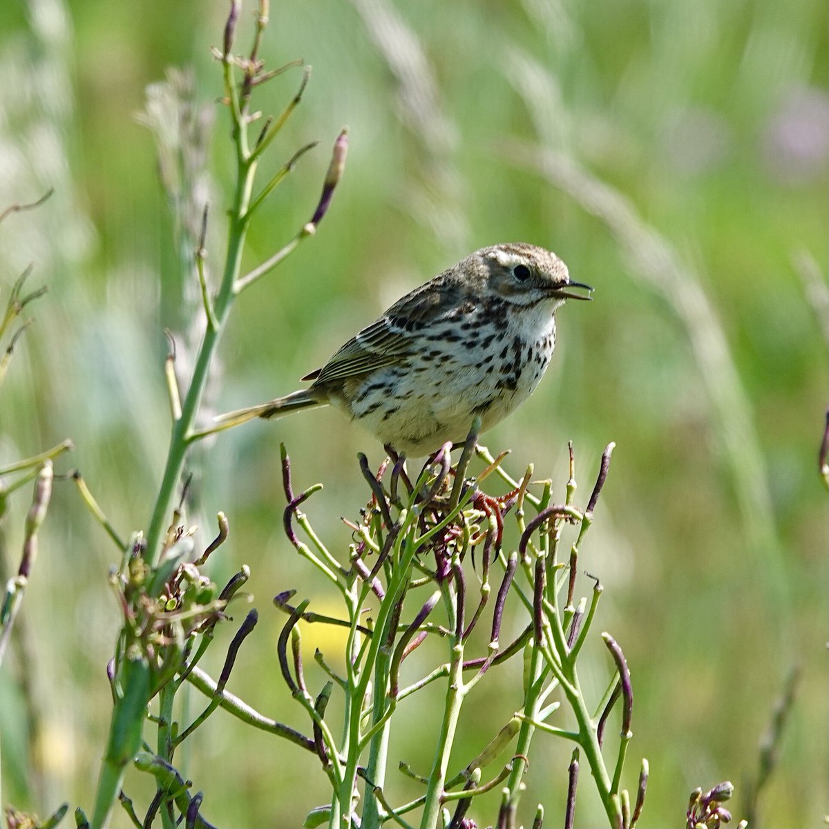 SueTreeHouse's tweet photo. Freshwater cliffs, Stonechats, Whitethroat, Linnets and Meadow Pipits. https://t.co/gcMaEAhovA