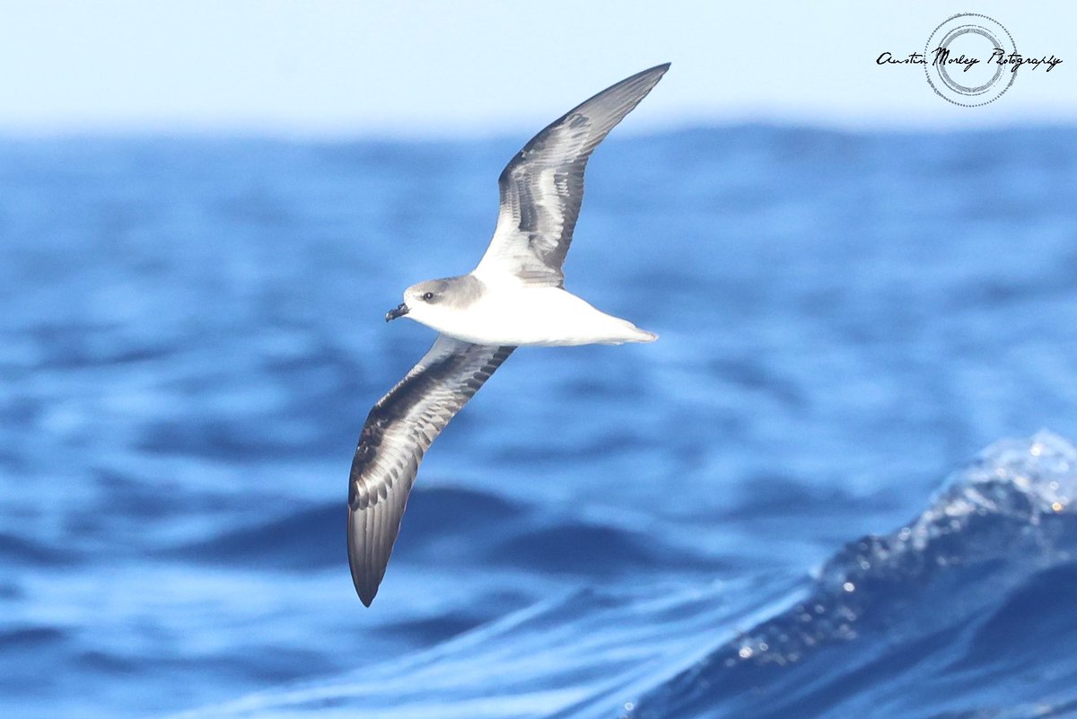 Austin Morley tweet media