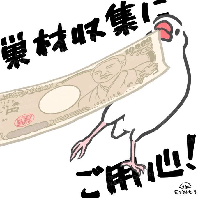 ちょ、おい、それはダメダメダメ⚡️⚡️
#文鳥にご用心 