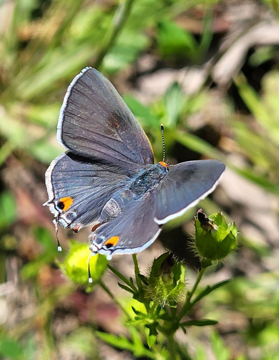 N_IS_AMAZING's tweet photo. 🌱 #NaturePhotography 🦋 #ButterflyBeauty 🌍 #WildlifeConservation 🔍 #DiscoverNature 📸 #ShotOnMyPhone

Whispers of Nature 🦋🌿 🦋🌿

🌟 #TrendingNow 🎉 #ViralPost 🌈 #ColorfulLife 👀 #SeeTheBeauty 💡 #InspirationDaily https://t.co/dB6m5Qc5c9