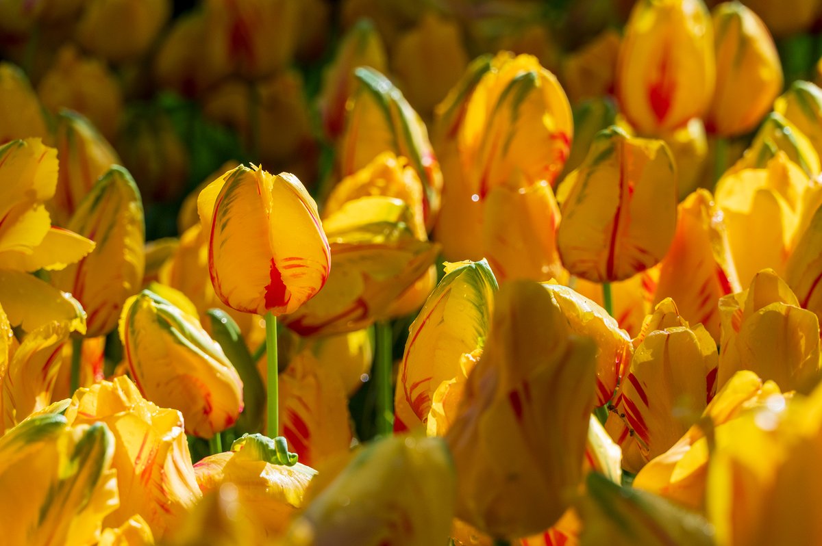 RoelofFoppen's tweet photo. @visitkeukenhof Next year back again... https://t.co/YvgtjQSeYk