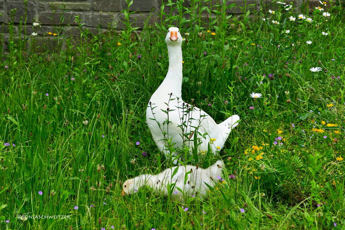 HessenSonja5767's tweet photo. Nachwuchs 🐥..................... #Gans #Gänse #Ganter #Hausgans #KanadaGans #Gössel #Gänsel #Küken #Ornitho #Ornithologie #Tiere #Natur #Vögel #Wasservögel https://t.co/BzdeOaOIJj