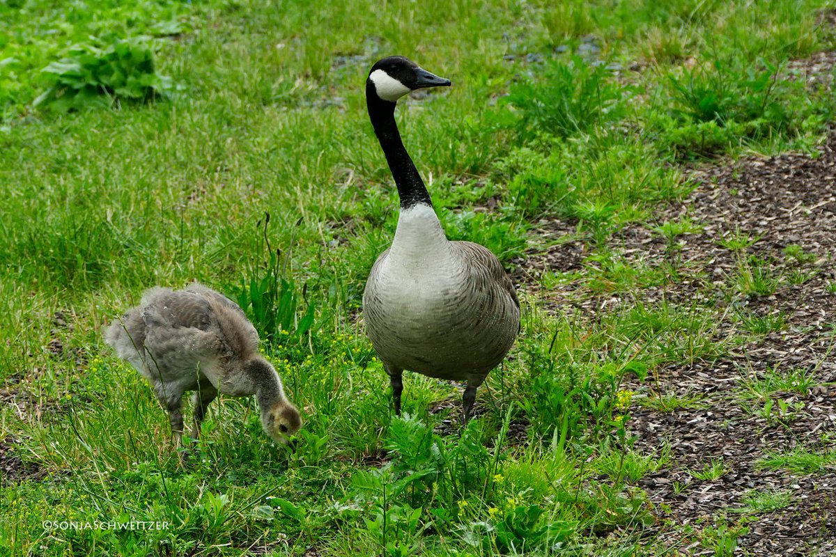 HessenSonja5767's tweet photo. Nachwuchs 🐥..................... #Gans #Gänse #Ganter #Hausgans #KanadaGans #Gössel #Gänsel #Küken #Ornitho #Ornithologie #Tiere #Natur #Vögel #Wasservögel https://t.co/BzdeOaOIJj