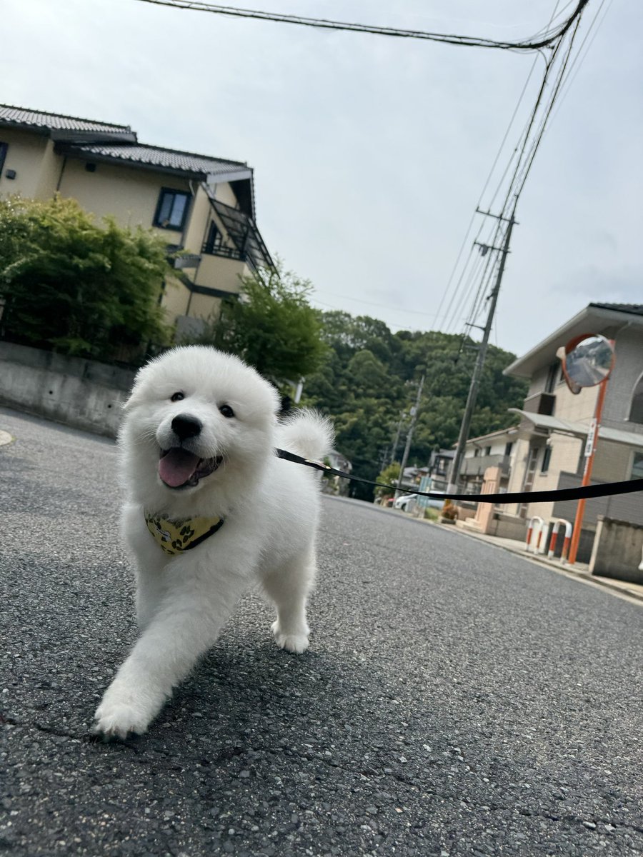 iPhone73177771's tweet photo. 初めてのお散歩🐾𓏸𓈒(ง ˙˘˙ )ว
楽しすぎて飛び跳ねてた(*ˊ˘ˋ*)｡♪:*°
 #グレートピレニーズ  #愛犬  #ユキちゃん
  #初めての散歩 https://t.co/Hn9Awe1VWT