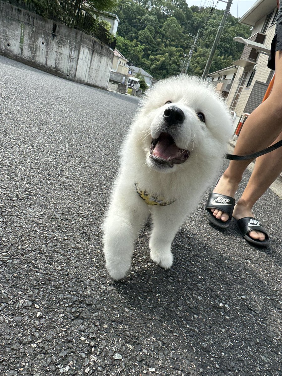 iPhone73177771's tweet photo. 初めてのお散歩🐾𓏸𓈒(ง ˙˘˙ )ว
楽しすぎて飛び跳ねてた(*ˊ˘ˋ*)｡♪:*°
 #グレートピレニーズ  #愛犬  #ユキちゃん
  #初めての散歩 https://t.co/Hn9Awe1VWT