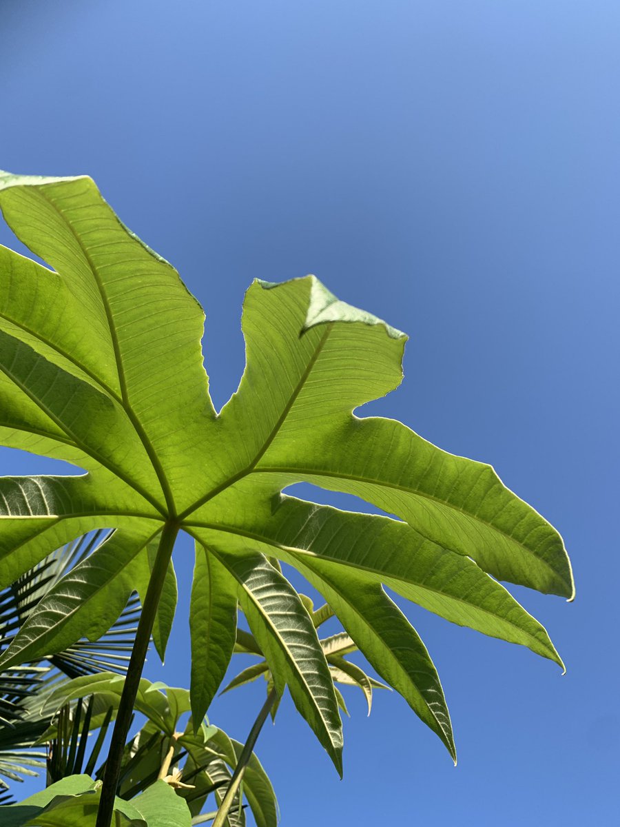 Chris 🌞 tweet media